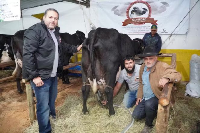 Sem cuidados especiais, vaca girolando produziu 103 kg de leite em Minas Gerais