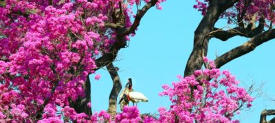 Resiliência: Pantanal Sul-mato-grossense se revela um gigante cheio de vida