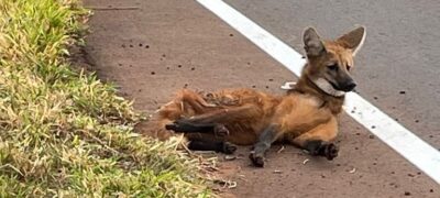 “Polícia Militar Ambiental resgata lobo-guará atropelado em rodovia no município de Sidrolândia”