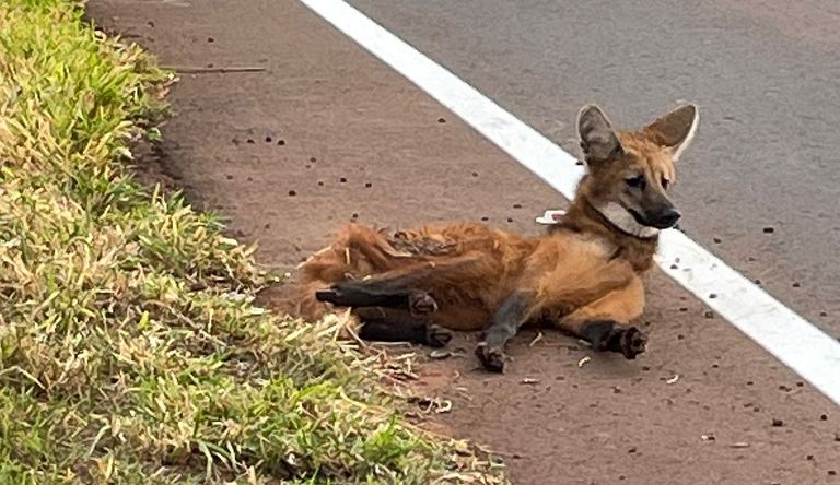 “Polícia Militar Ambiental resgata lobo-guará atropelado em rodovia no município de Sidrolândia”