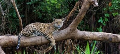 Empreendedores de MS têm oportunidade de alavancar ideias de negócio relacionadas ao Cerrado e Pantanal