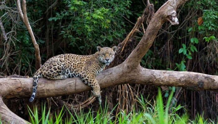 Empreendedores de MS têm oportunidade de alavancar ideias de negócio relacionadas ao Cerrado e Pantanal