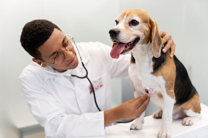 Pets também sentem frio e têm risco maior de doenças durante o inverno