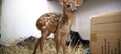 Vida Animal: filhotes de veado e anta resgatados de incêndios se recuperam para voltar à natureza