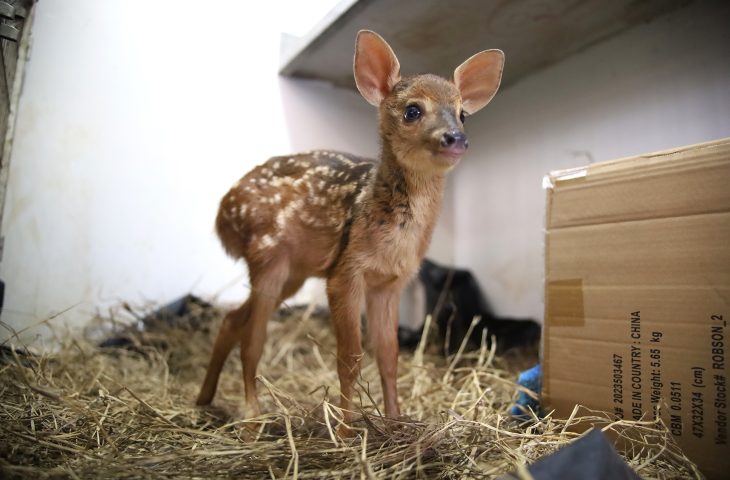 Vida Animal: filhotes de veado e anta resgatados de incêndios se recuperam para voltar à natureza