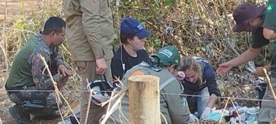 Ação conjunta da PMA, Imasul, IBAMA e Gretap resgata onça-pintada ferida em fazenda do Pantanal