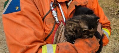 Imasul recebe filhotes de gato palheiro, mais dois animais resgatados do fogo