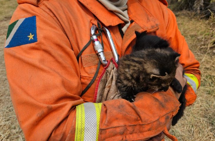 Imasul recebe filhotes de gato palheiro, mais dois animais resgatados do fogo