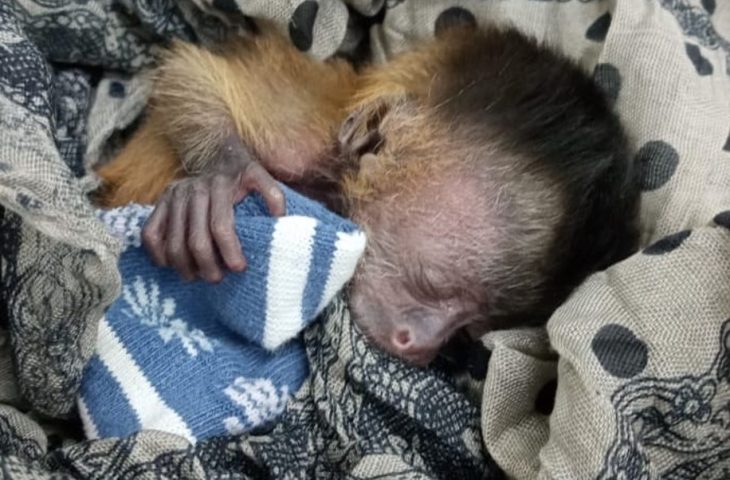 Filhote de macaco-prego é salvo após incêndios no Pantanal e tratado no Hospital Ayty