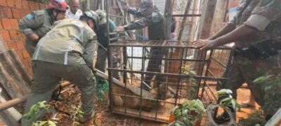 Lobo-guará é capturado pela PMA em Jardim