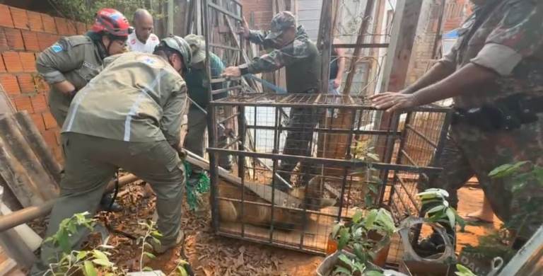 Lobo-guará é capturado pela PMA em Jardim