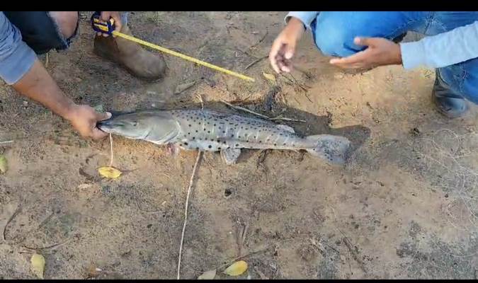 Polícia Militar Ambiental de Jardim autua pescadores por uso de petrechos ilegais e captura de peixes abaixo do tamanho permitido