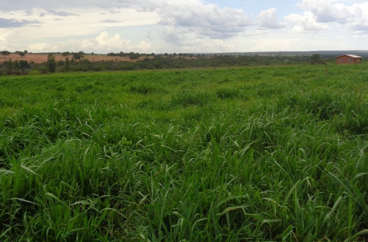 MS tem 4,7 milhões de hectares de pastagens degradadas que podem ser recuperadas, ampliando a produção