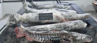 Polícia Militar Ambiental prende pescador com pescado sem comprovação de origem e fora da medida