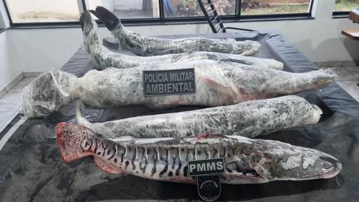 Polícia Militar Ambiental prende pescador com pescado sem comprovação de origem e fora da medida