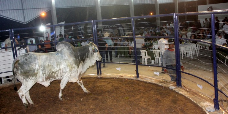 Leilão de touros na Feapan supera cotação de mercado e movimenta R$ 3 milhões