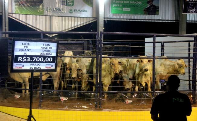 Feapan: leilão de gado de corte reflete tendências do mercado