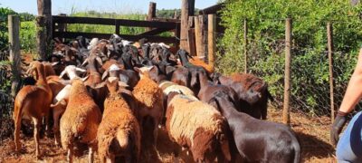 Produtores de ovinos e caprinos terão prazo de um ano para regularizar rebanhos junto a Iagro sem multas