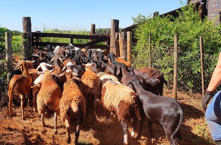 Produtores de ovinos e caprinos terão prazo de um ano para regularizar rebanhos junto a Iagro sem multas