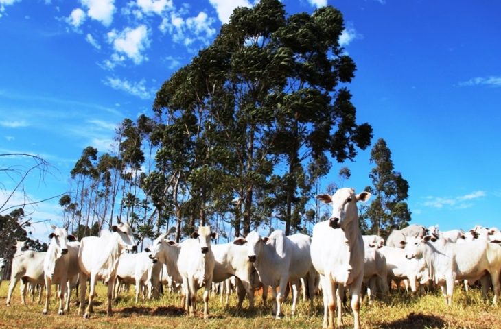 Atenção produtores: declaração semestral dos rebanhos começa na quinta-feira e segue até 2 de junho