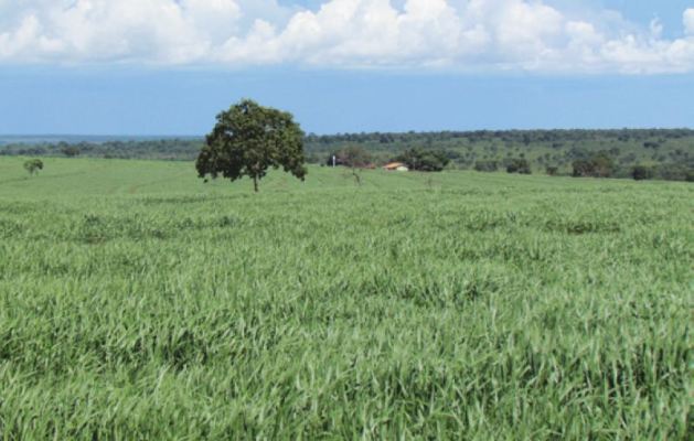 Verdana Agropecuária anuncia R$ 20 milhões em investimentos para ampliar projeto integrado de lavoura e pecuária em Camapuã (MS)
