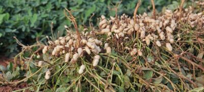 Vale da Celulose reforça protagonismo no setor florestal e abre espaço para a diversificação com citrus e amendoim
