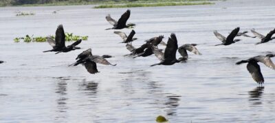 COP15: Pantanal é ponto de parada e alimentação para 190 espécies de aves migratórias do Continente