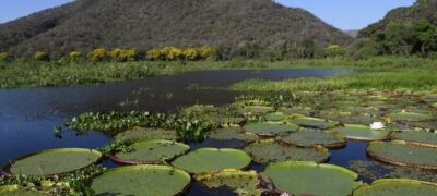 Mato Grosso do Sul é o único estado a implementar todos os instrumentos da governança climática