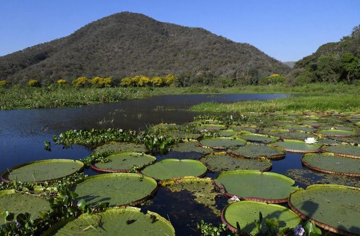 Mato Grosso do Sul é o único estado a implementar todos os instrumentos da governança climática