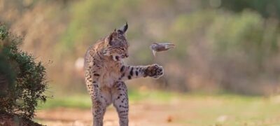 Fotografia de lince ‘malabarista’ vence prêmio mundial; veja as imagens