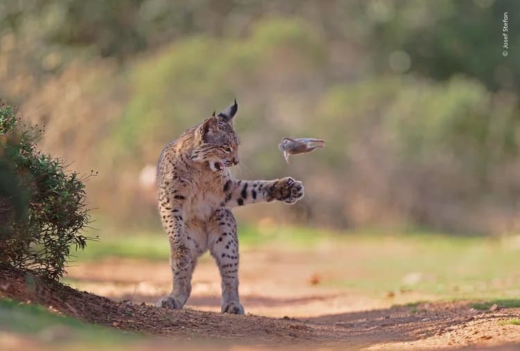 Fotografia de lince ‘malabarista’ vence prêmio mundial; veja as imagens