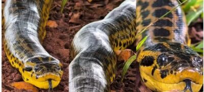 Guia chega a 1 metro de sucuri gigante durante safari no Pantanal e vídeo impressiona nas redes