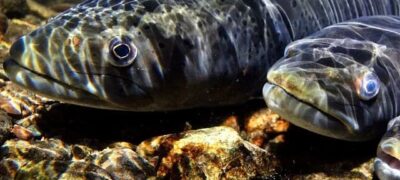 Peixes migratórios de água doce caem 81% desde 1970 devido à fragmentação dos rios
