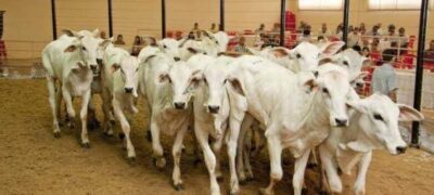 Leilões de gado serão destaques na 60ª Expoagro