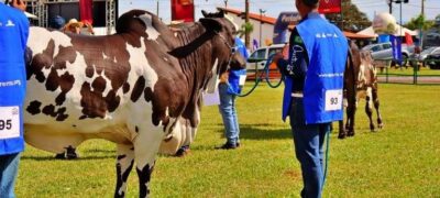 Uma das únicas no país, 60ª Expoagro é ‘exposição ouro’ para ranking nacional do Nelore Pelagens