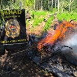 SENAD erradica 18 toneladas de maconha e desmantela dois acampamentos em Bella Vista Norte