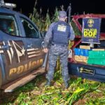 DOF apreende veículo com quase 400 quilos de maconha em milharal