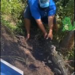 Jacaré quase arranca mão de homem que tentava dar comida na beira do rio