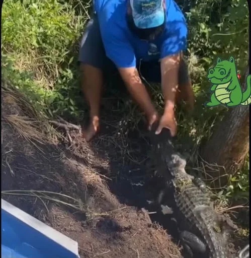 Jacaré quase arranca mão de homem que tentava dar comida na beira do rio