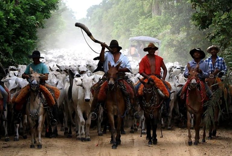 Peão de comitiva no Pantanal ganha direito à aposentadoria rural na Justiça