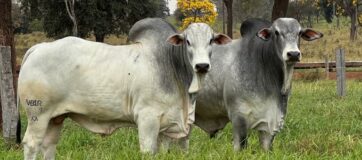 8º Leilão Virtual Nelore Birigui movimenta o mercado com animais de alta qualidade – Acesse o Catálogo