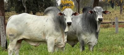 8º Leilão Virtual Nelore Birigui movimenta o mercado com animais de alta qualidade – Acesse o Catálogo