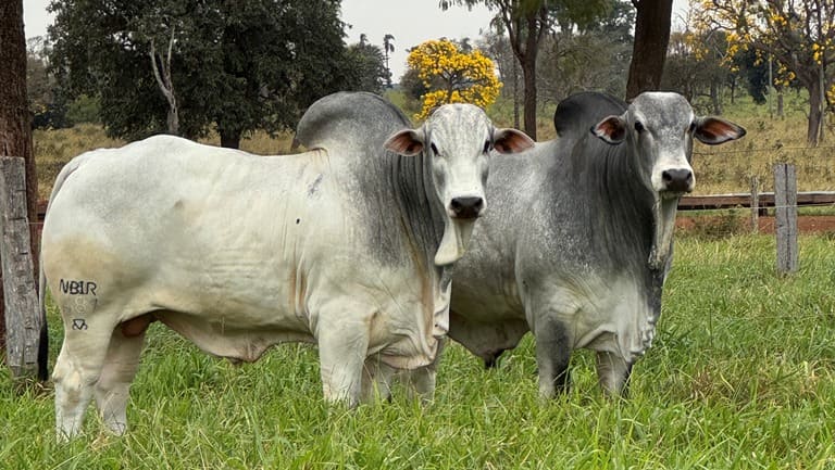8º Leilão Virtual Nelore Birigui movimenta o mercado com animais de alta qualidade – Acesse o Catálogo