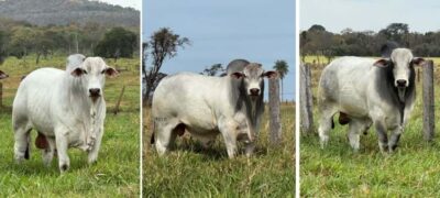 Bela Vista se prepara para o 8º Leilão Virtual Nelore Birigui