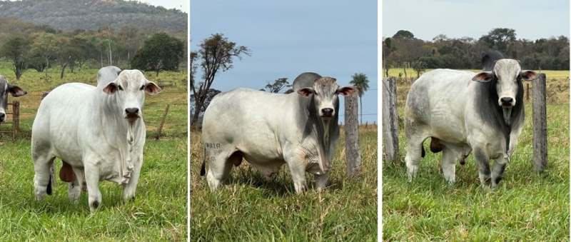 Bela Vista se prepara para o 8º Leilão Virtual Nelore Birigui