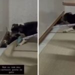 Mulher é multada em R$ 5 mil por supostos maus-tratos contra gato em Bela Vista