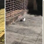 Moradores reclamam da presença de gatos na região do Banco do Brasil, em Bela Vista