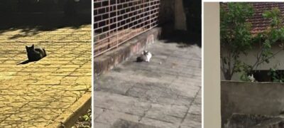 Moradores reclamam da presença de gatos na região do Banco do Brasil, em Bela Vista