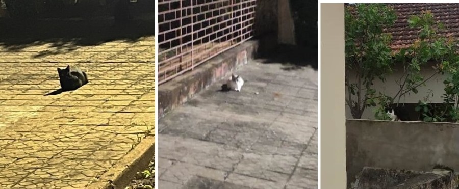 Moradores reclamam da presença de gatos na região do Banco do Brasil, em Bela Vista