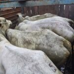 Policia Militar Rural recupera 20 bovinos, prende 04 homens suspeitos em Aquidauana